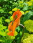 Preview: Edelrost Glasblume Antigua, orange