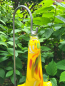 Preview: Glas Glockenblume Gelb, zum Stecken