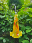 Preview: Glas Glockenblume Gelb, zum Stecken