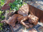 Preview: Gusseisen Elfe schlafend mit Edelrostfinish