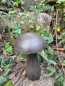 Preview: Gusseisen Pilz zum Stellen