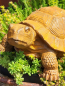 Preview: Gusseisen Schildkröte Gomez, mit Edelrostfinish