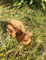 Preview: Gusseisen Schnecke