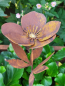 Preview: Edelrost Helleborus am Stab
