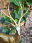 Preview: Hirsch Leif, Polyresin, gold