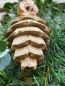 Preview: Holz Tannenzapfen