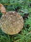 Preview: Christbaumkugel Dost, gold, Kunststoff