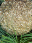 Preview: Christbaumkugel Dost, gold, Kunststoff