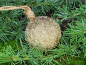 Preview: Christbaumkugel Dost, gold, Kunststoff