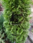 Preview: LED Gartenstecker, Reh fressend