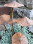 Preview: Topfstecker 5er Pilz-Gruppe, Edelrostoptik 3D
