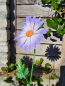 Preview: Topfstecker Blüte Daisy
