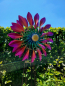 Preview: Metallwindrad Sonne doppelt, pink