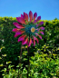 Preview: Metallwindrad Sonne doppelt, pink