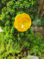 Preview: Topfstecker Glasblume Kringel, gelb