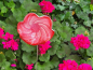 Preview: Topfstecker Glasblume Kringel, pink