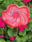 Preview: Topfstecker Glasblume Kringel, pink