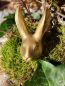 Preview: Polyresin Hasenkopf gold, zum Stecken