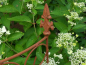 Preview: Edelrost Rankgitter Cello, halbrund 60 cm