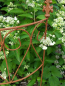 Preview: Edelrost Rankgitter Cello, halbrund 60 cm