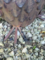Preview: Metall Eule Paul zum Stellen, 3D