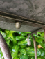 Preview: Shabby Chic Dekoschale zum Stellen