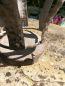 Preview: Shabby Chic Krone Mary