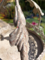 Preview: Shabby Chic Krone Olivia