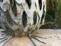 Preview: Windlicht Eule Esmeralda, Shabby Chic