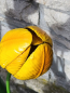 Preview: Solarblume Tulpe zum Stecken, gelb