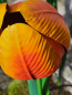 Preview: Solarblume Tulpe zum Stecken, orange