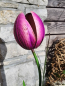 Preview: Solarblume Tulpe zum Stecken, violettSolarblume Tulpe zum Stecken, violett