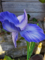 Preview: Solarblume Iris zum Stecken, blau