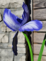 Preview: Solarblume Iris zum Stecken, blau