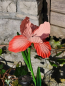 Preview: Solarblume Iris zum Stecken, rot