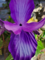 Preview: Solarblume Iris zum Stecken, violett