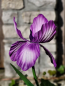 Preview: Solarblume Iris zum Stecken, violett