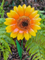 Preview: Metall Sonnenblume Sunnie, bunt