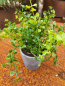Preview: Topfpflanze Sedum, filigran