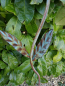 Preview: Blume Blossom, Vintage