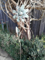 Preview: Blume Cherry, Vintage