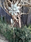 Preview: Blume Cherry, Vintage
