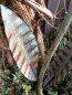Preview: Blume Cherry, Vintage