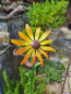 Preview: Windrad Sonnenblume zum Stecken
