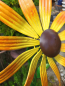 Preview: Windrad Sonnenblume zum Stecken