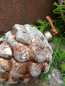 Preview: Christbaumkugel Zapfen Mikana 10 cm, hellbraun