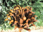 Preview: Edelrost Blume Jasmin 170 cm
