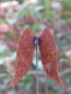 Preview: Edelrost Gartenstecker kleine Engelsflügel