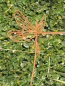 Preview: Edelrost Gartenstecker Libelle