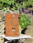 Preview: Edelrost Spruchschild Schmetterling